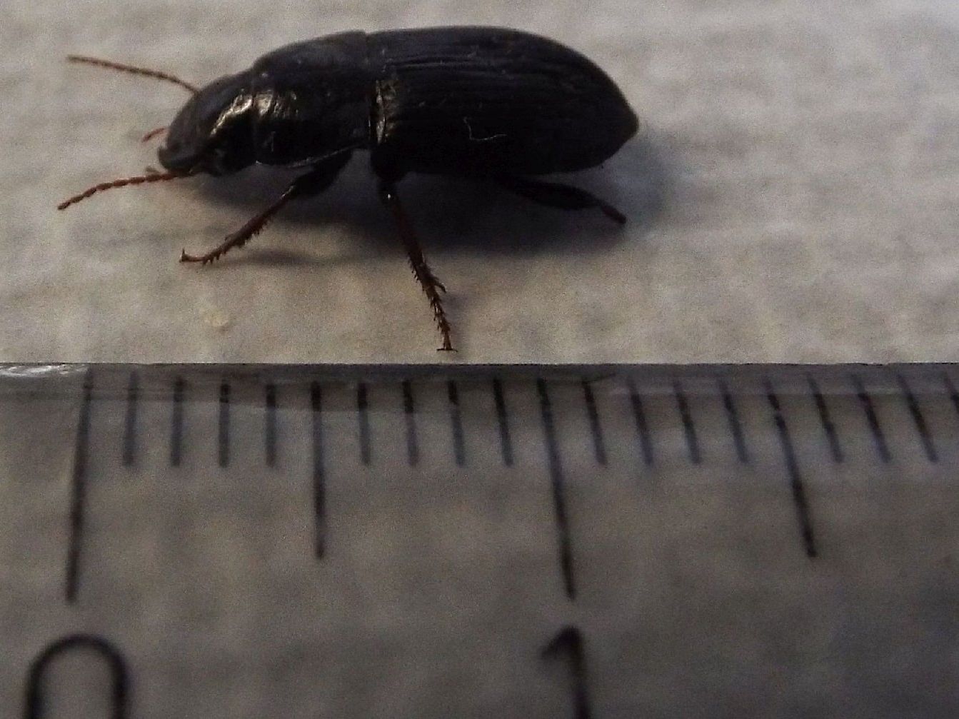 Harpalus cf. tardus - Carabidae